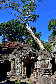 soi câu bach kim