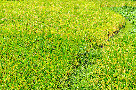 lô tô bạch thủ miền bắc hôm nay