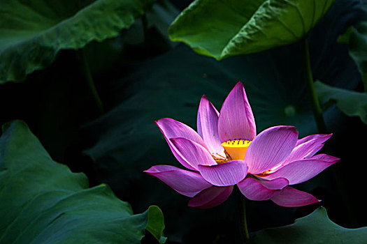 chơi đề trên mạng
