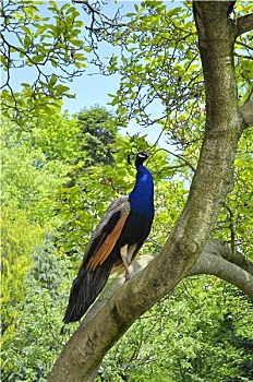 dự đoán lô bạch thủ