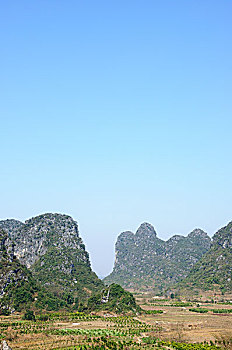 lo gan rong bach kim