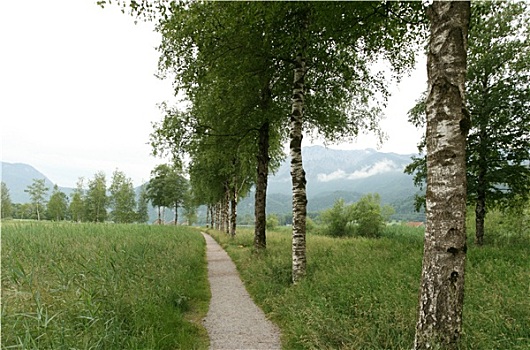 rong vang bach kim
