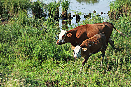 soi cau mien bắc