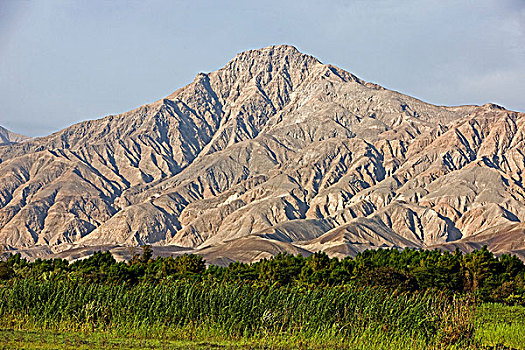 soi câu rong bạch kim