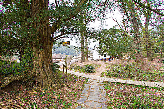 soi cau 360