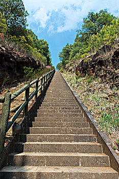 soi cau bach thu de