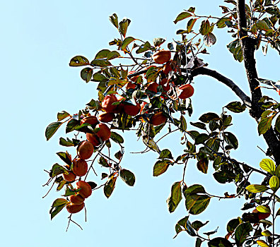 soi cầu đề