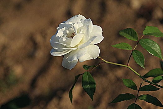 binh luan lo de