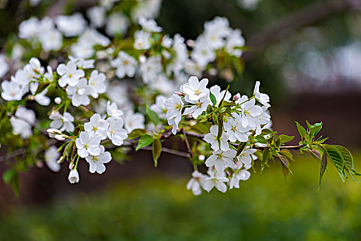 bạch thủ xsmb hôm nay