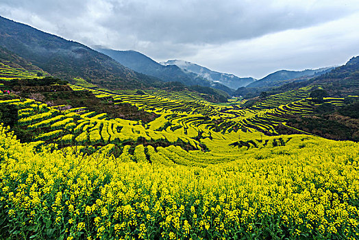 cau bach thu lo mien bac