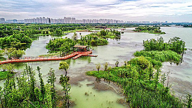 soi lo bach thu
