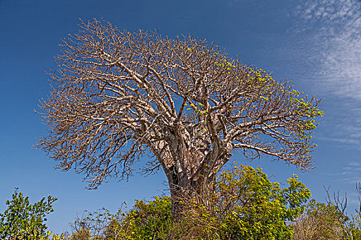 soi cầu bạch kim