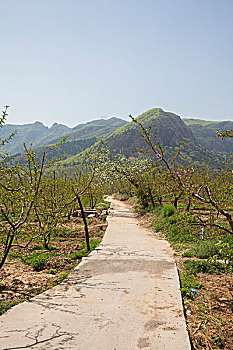 soi cau 100 ngay