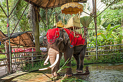 soi cau bach thu lo khung 3 ngay