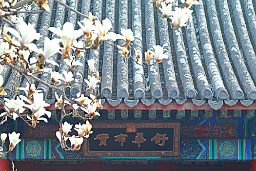 bạch thu mb