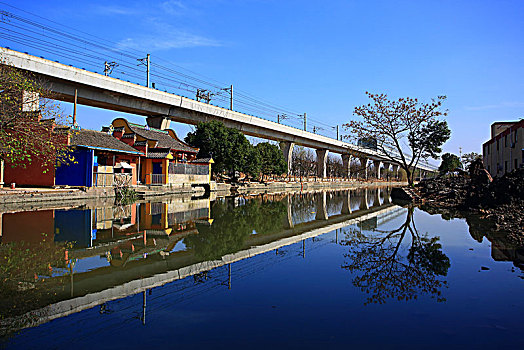 cau bach thu