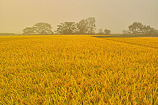 sx tra vinh