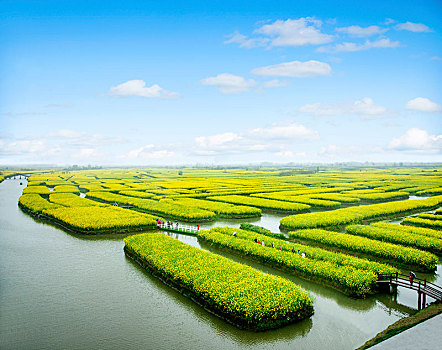lô bạch thủ là mấy con