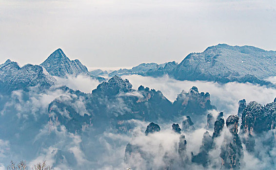 rong bach kim 88