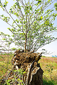 xổ số kiến thiết ninh thuận
