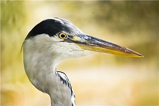 du doan mb 24h