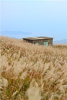 bạch thủ lô