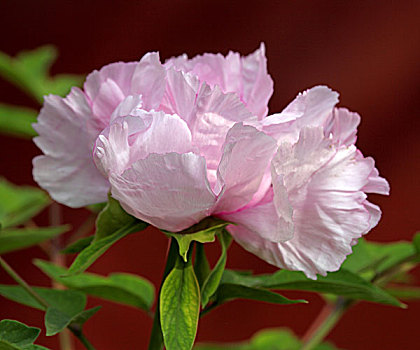 cách đánh đề dàn