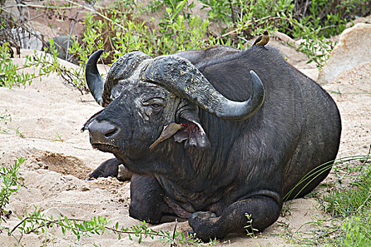 xosobinhduong
