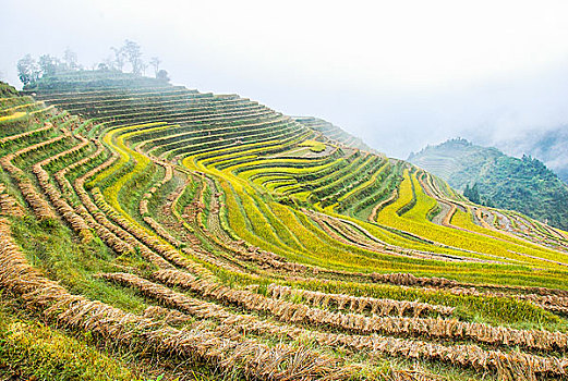 cau hom nay