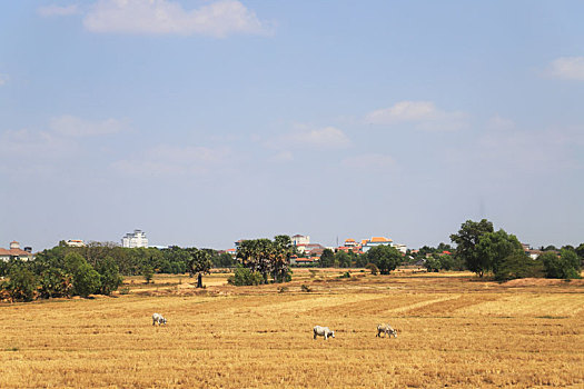 cau lo 88