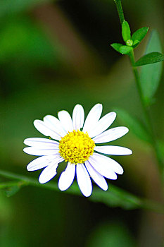 xsmn dự đoán