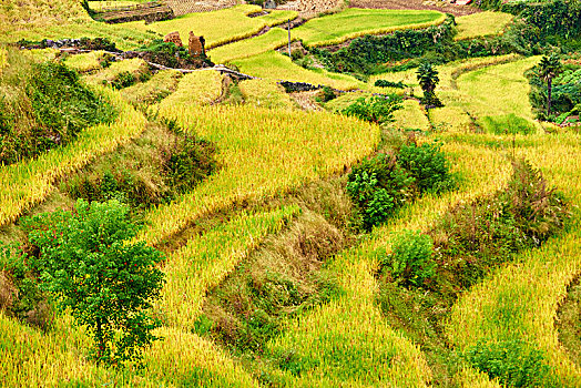 xshcm minh ngoc
