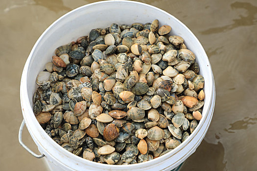 xổ số miền nam hàng ngày