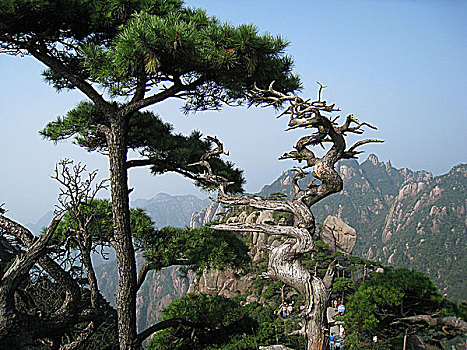 rong bach kim 2 nhay