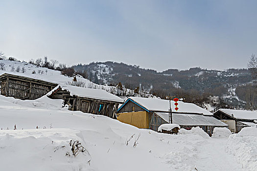 xstd rong bach kim