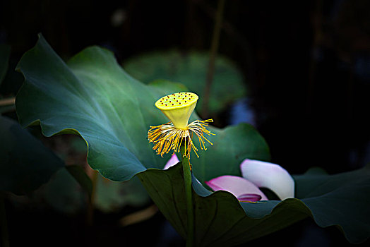 đề miền bắc