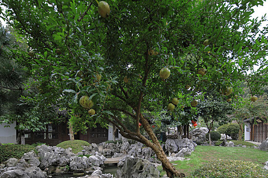 soi cau lo bach thu rong bach kim