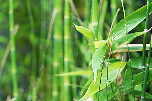 lô trực tuyến