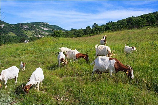 hoi lo de