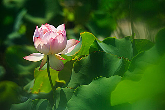 chốt lô miền bắc