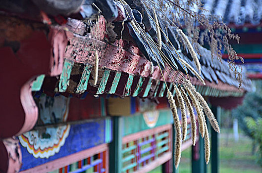 cầu đề hôm nay