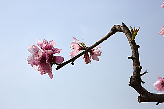 soi lô bạch thủ hôm nay