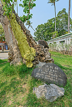 soi bach thu mien bac