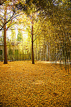 bach thu lo kep khung 5 ngay