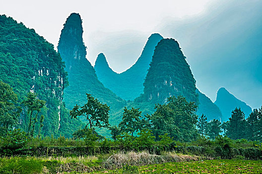 soi cau bach thu vip