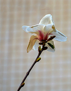 lô tô miền bắc