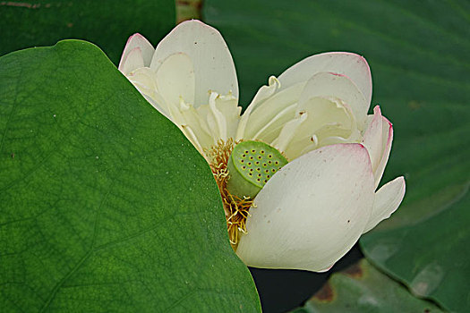 bach thu lô