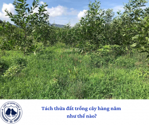 Tách thửa đất trồng cây hàng năm như thế nào?